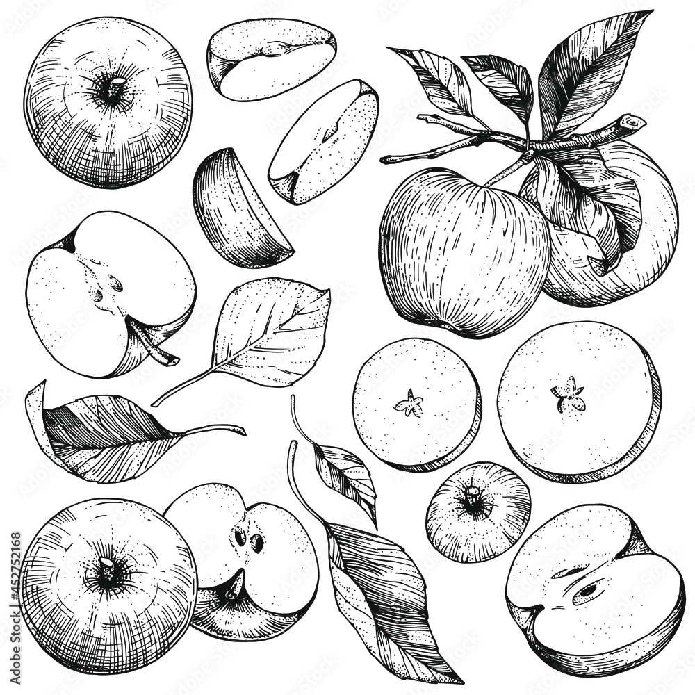 Wall mural a set of hand-drawn sketches with apples and leaves. vector illustrations with whole and cut fruits.