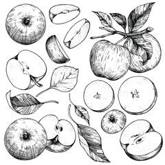 A set of hand-drawn sketches with apples and leaves. Vector illustrations with whole and cut fruits. Vintage style engraving. Collection of isolated objects on a white background