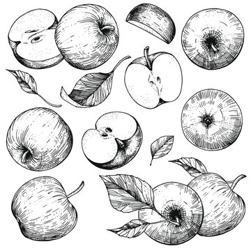 Vector collection of hand-drawn apples. Sketch illustrations on a white background. A set of isolated objects of vintage engraving style. For advertising design, juice packaging, cider, menu