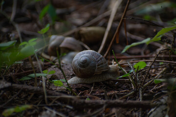 A snail in the forest in summer