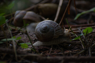 A snail in the forest in summer