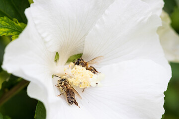 Biene auf weißer Hibiskus Blüte