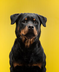 Rottweiler dog on a yellow background. Pet in studio.