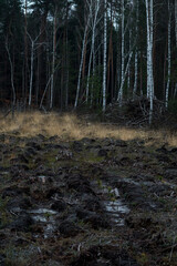 landscape after cutting trees