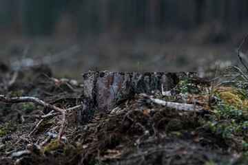 ground after cutting trees