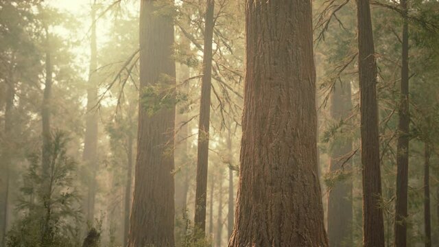 giant sequoias in redwood forest