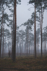 Fototapeta na wymiar foggy landscape with pine forest