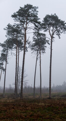 foggy landscape with pine forest