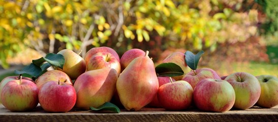 Fresh ripe red with green apples and colorful pears on wooden table on the background of the autumn...