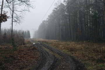 power lines going through a forest