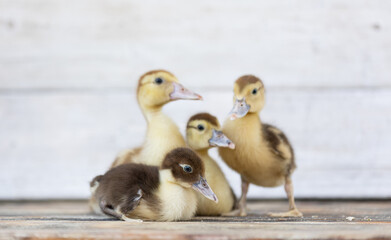 little ducklings on wood planks