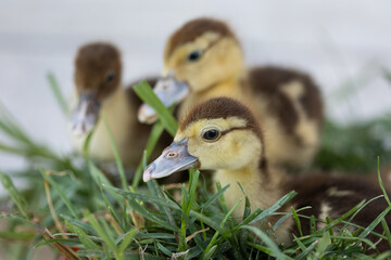 little ducklings on grass