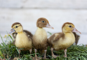 little ducklings on grass