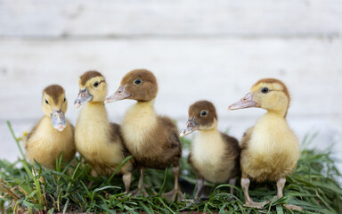 little ducklings on grass