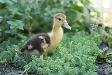 little ducklings on grass