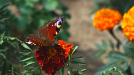 Peacock butterfly on a flower eats nectar.