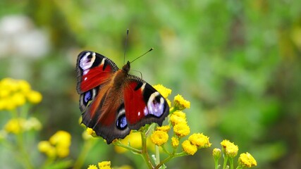 Peacock butterfly on a flower eats nectar.