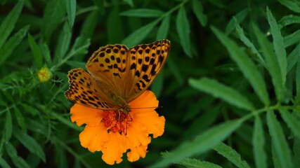 A mother-of-pearl butterfly on a beautiful yellow flower eats nectar.