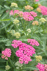 A pink yarrow (achillea millefolium) beginning to bloom.