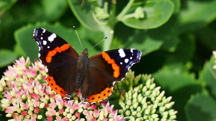 Fototapeta na wymiar The admiral butterfly on a flower eats nectar.