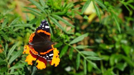 The admiral butterfly on a marigold flower eats nectar.