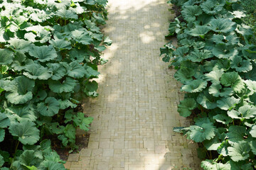 Burdock field, big leaves. Background with large green leaves of burdock.
