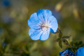 Fototapeta na wymiar Blaue Blume