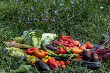 Harvest of vegetables