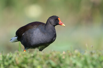 A common gallinule walks through the grass alongside a pond near Leesburg, Florida