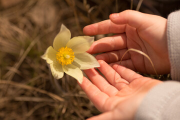 crocuses white forest flowers snowdrops