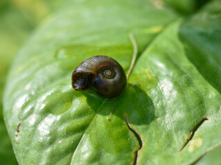 Close up of a small garden snail lying on the leaf in the garden.