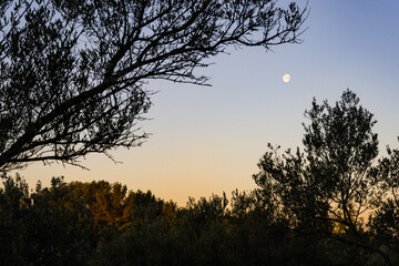 Lune et soleil dans un même ciel, au lever du jour, Var, Provence-Alpes-Côte d’Azur, France