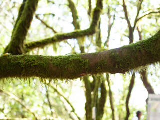 Fototapeta premium Tree with moss