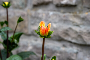 A close-up picture of a budding orange flower. Grey background