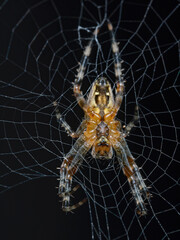 Ventral side of the garden spider (Araneus diadematus)