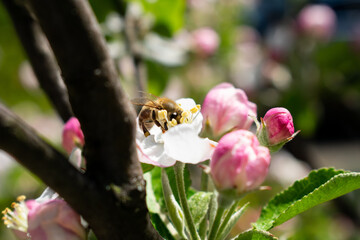Pszczółka na kwiatach jabłoni - obrazy, fototapety, plakaty