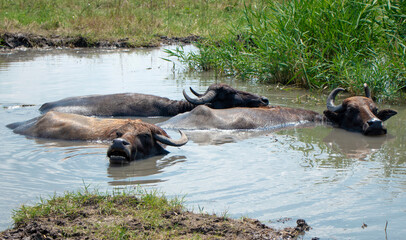 bison swim in the river. Wild bison in the water, in the swamp. Wild nature. Buffalo swimming in the mud. High quality photo