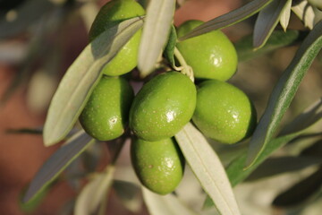 organic, fresh green olive on branch. 