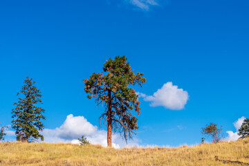 Obraz premium Trail in park at summer day in Vancouver, Canada, North America. Day time on May 2021.
