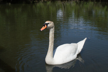 Elégant cygne blanc au bec orange