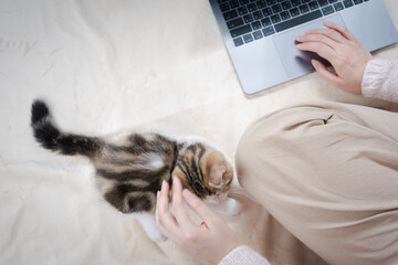 top view woman play with her cat and use laptop during work from home