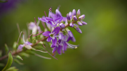 close up of lavender