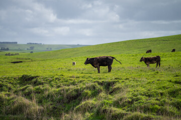 Beef cows and calf eating lush grass, in beautiful fields, in Australia.