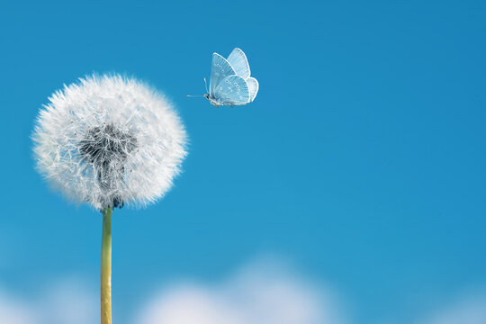 Fototapeta White dandelion with flying butterfly on blue sky background. Copy space