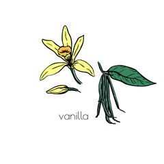 Vintage vanilla flower sketch drawn, great design for any purposes. Vector white background.