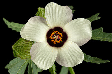 Flower of annual hibiscus, isolated on black background