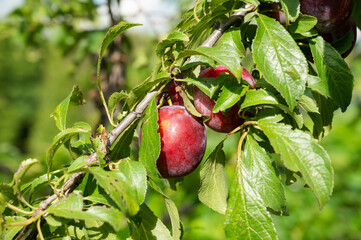 実った赤いプラム