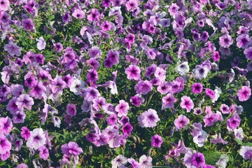Petunia plant with lilac flowers. Closeup Petunia flowers. Red Petunia flowers in the garden.