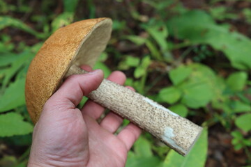mushroom in the forest