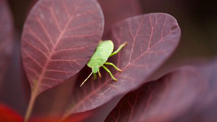 bug on a leaf
